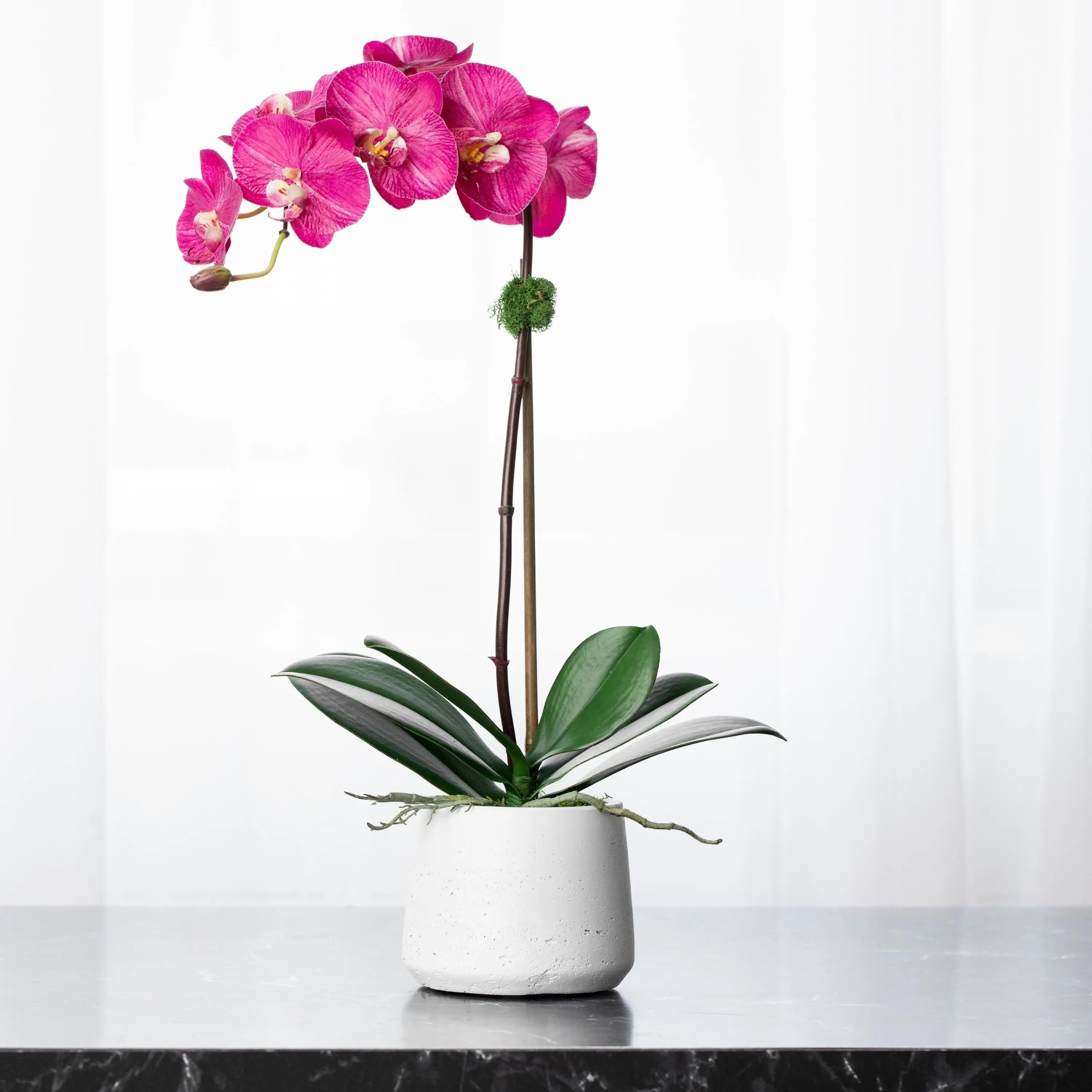 Silk orchid plant - pink phalaenopsis orchid in white pot - 21"