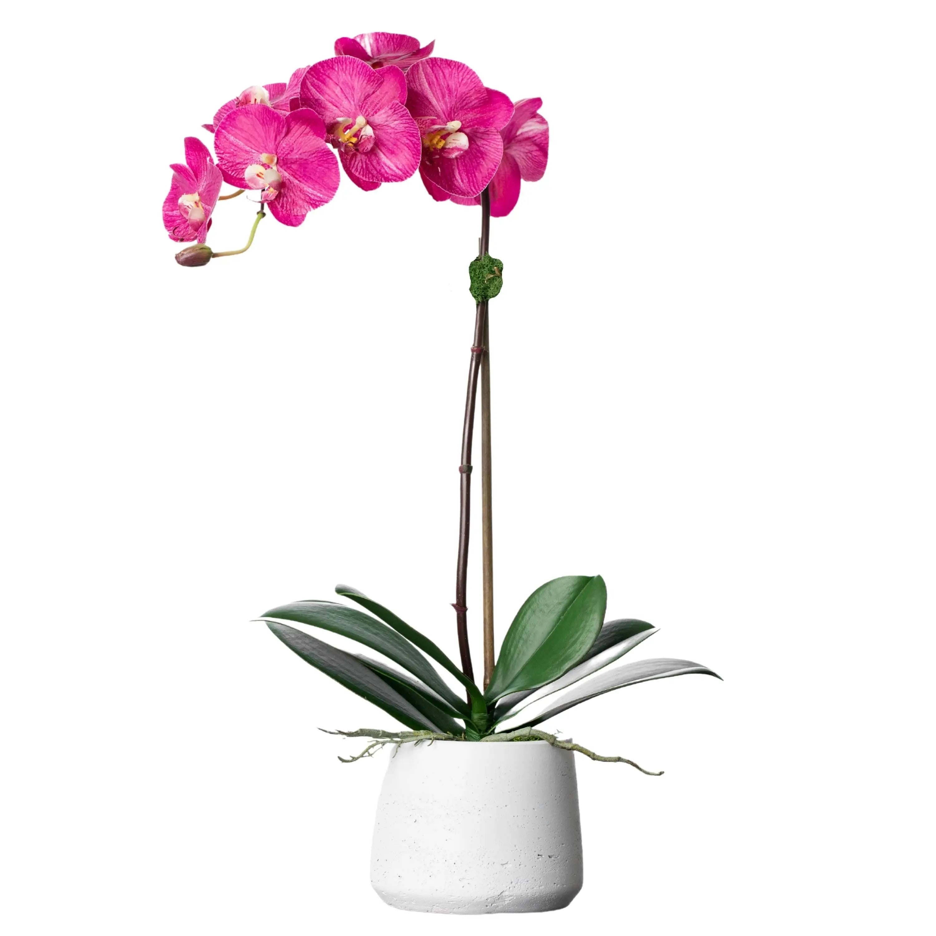 Silk orchid plant - pink phalaenopsis orchid in white pot - 21"